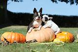 BOSTON TERRIER 067